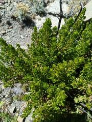 Baccharis tola