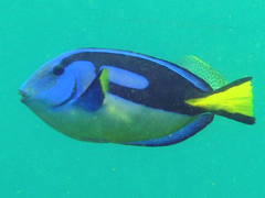 Paracanthurus hepatus