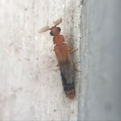 Distremocephalus texanus