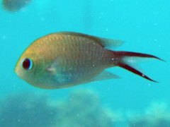 Chromis ternatensis