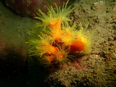 Dendrophyllia arbuscula