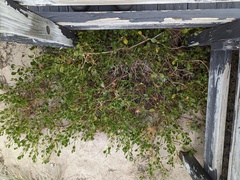 Scaevola crassifolia