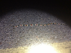 Micruroides euryxanthus