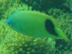 Plectroglyphidodon johnstonianus