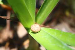 Cornu aspersum