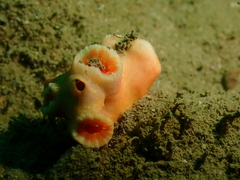 Cladopsammia eguchii