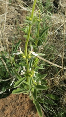 Stachys libanotica