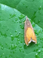 Dichrorampha bittana