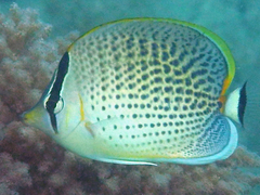 Chaetodon guttatissimus