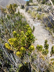 Baccharis tola