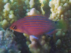 Pseudocheilinus hexataenia