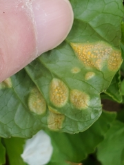Puccinia violae