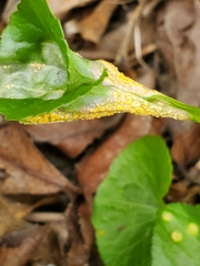Puccinia violae