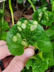 Puccinia violae
