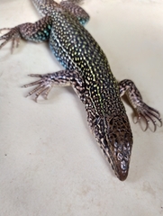 Ameiva