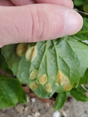 Puccinia violae