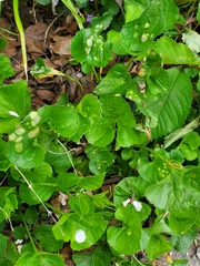 Puccinia violae