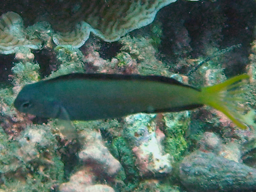 Meiacanthus mossambicus
