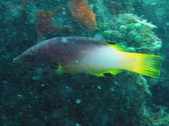 Bodianus axillaris