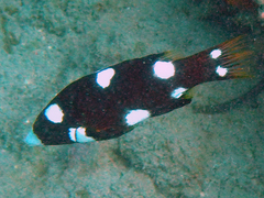 Bodianus axillaris