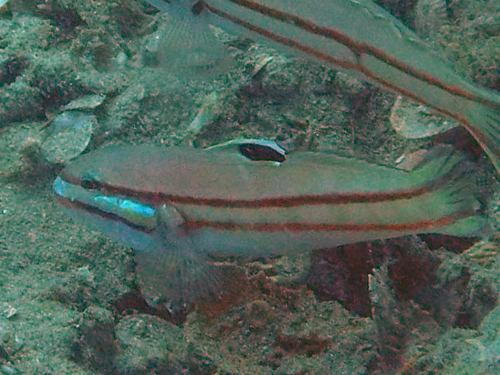 Twostripe goby