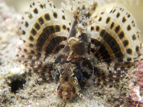 Neochirus hemprichi