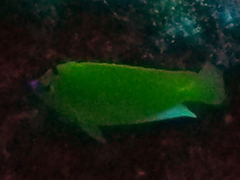 Apolemichthys trimaculatus