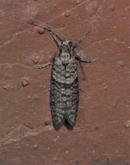 Lepidoscia annosella