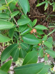 Cratoxylum cochinchinense