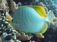 Chaetodon xanthocephalus