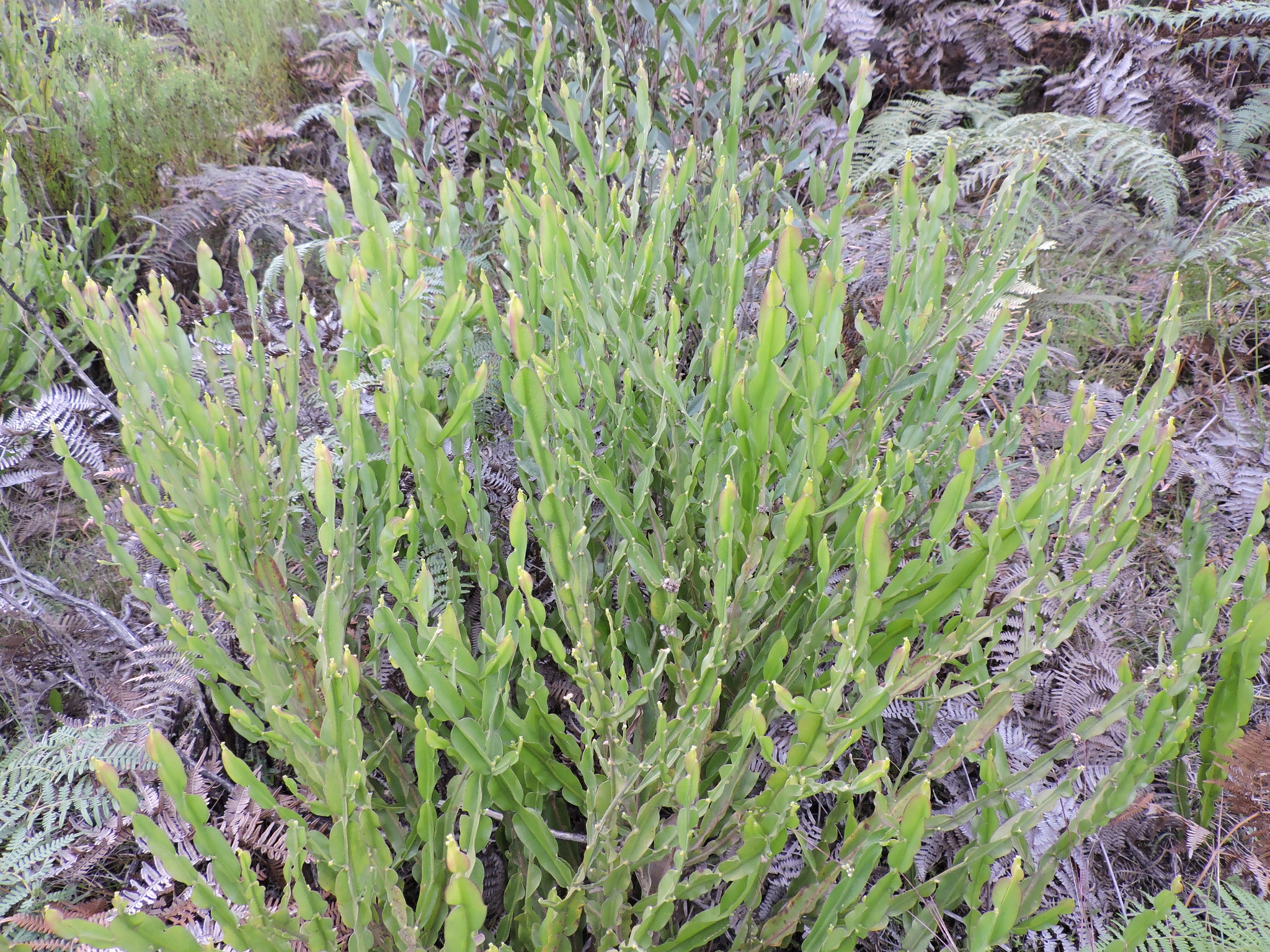 Baccharis image
