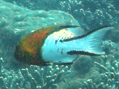 Bodianus anthioides