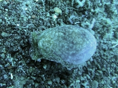 Bulla vernicosa