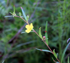 Ludwigia virgata