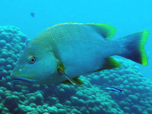 Blubberlip Snapper