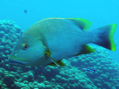 Lutjanus rivulatus