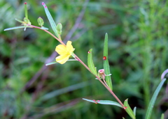 Ludwigia virgata