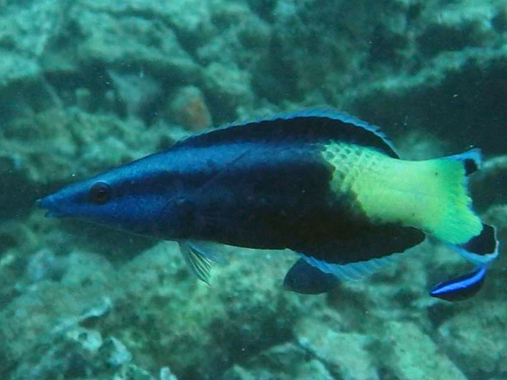Bicolor cleaner wrasse