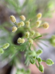 Spermolepis