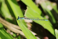 Austroagrion exclamationis