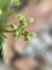 Spermolepis