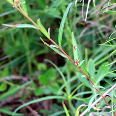 Ludwigia virgata
