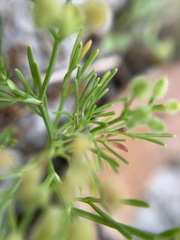 Spermolepis