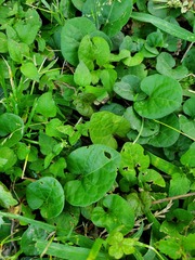 Lycianthes asarifolia