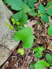 Lycianthes asarifolia