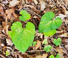 Lycianthes asarifolia