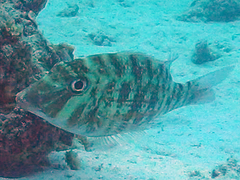Lethrinus microdon