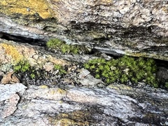 Pseudocrossidium crinitum