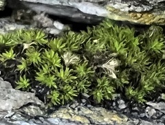 Pseudocrossidium crinitum