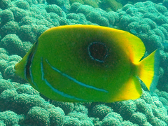 Chaetodon bennetti